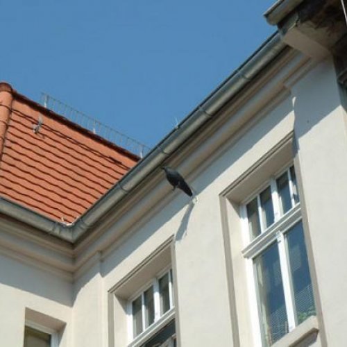 Taubendorn Raabe als Imitation